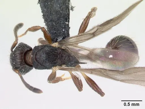 Vitsika miranda specimen