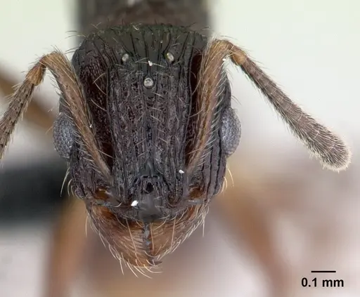 Vitsika miranda specimen