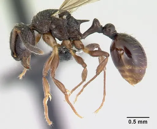 Vitsika miranda specimen