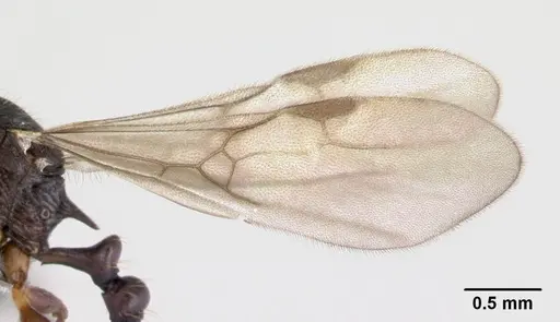 Vitsika miranda - CASENT0003876