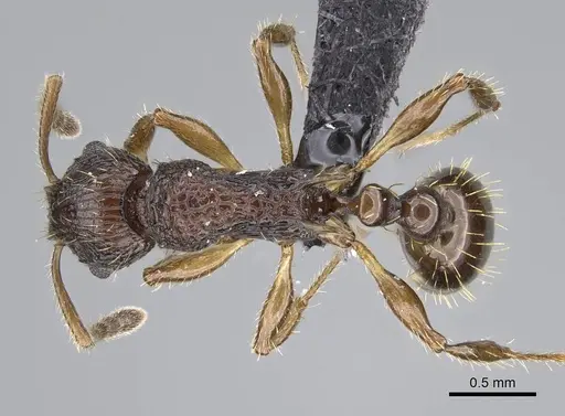 Vitsika miranda - CASENT0147524