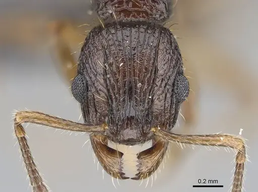 Vitsika miranda - CASENT0147524