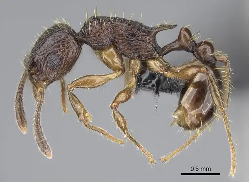 Vitsika miranda - CASENT0147524