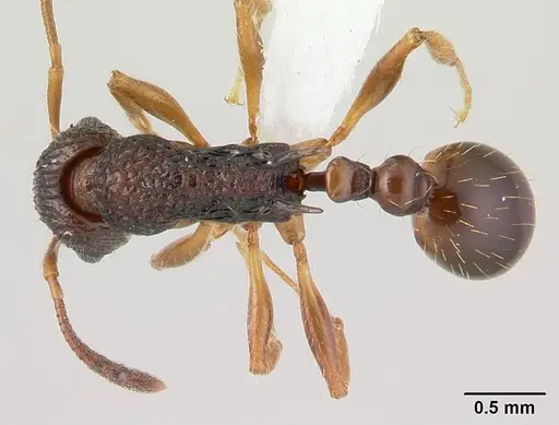 Vitsika obscura specimen