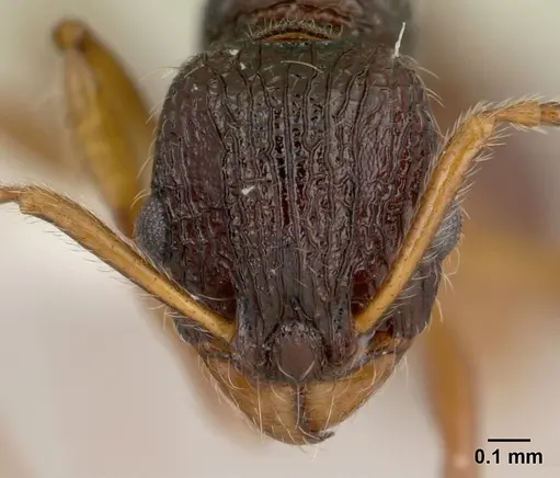 Vitsika obscura specimen