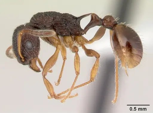 Vitsika obscura specimen