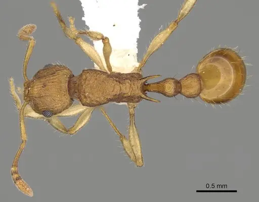 Vitsika procera specimen