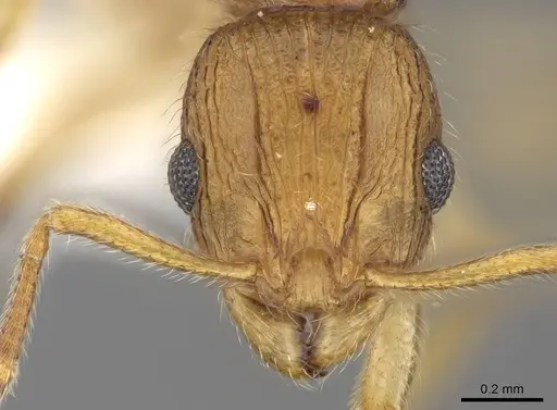 Vitsika procera specimen