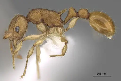 Vitsika procera specimen