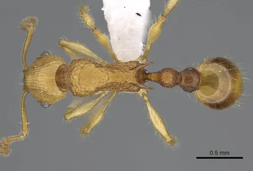 Vitsika procera - CASENT0914140