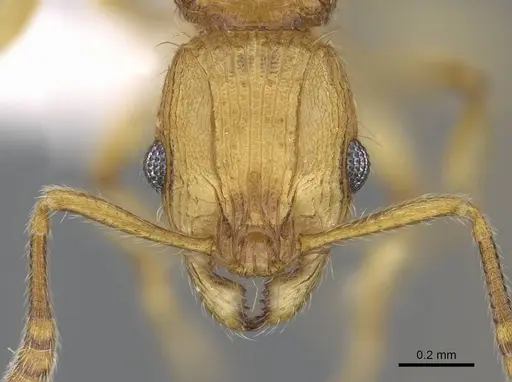 Vitsika procera - CASENT0914140