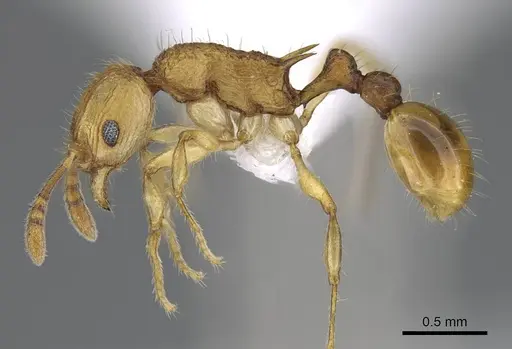 Vitsika procera - CASENT0914140