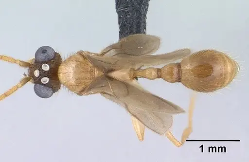 Vitsika producta specimen