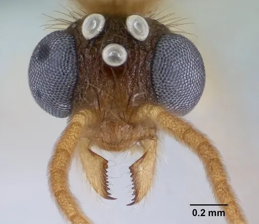 Vitsika producta specimen