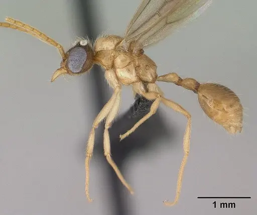 Vitsika producta - CASENT0138642