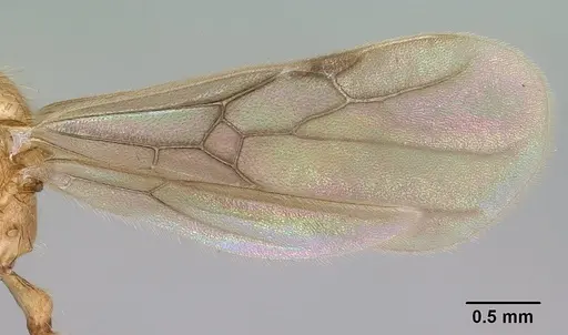 Vitsika producta - CASENT0138642