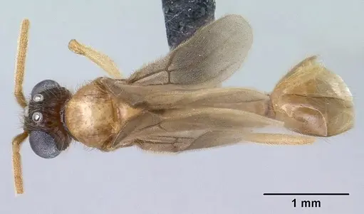 Vitsika producta - CASENT0143821