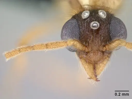 Vitsika producta - CASENT0143821