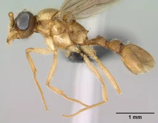 Vitsika producta - CASENT0143821