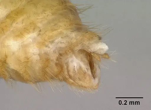 Vitsika producta - CASENT0143821