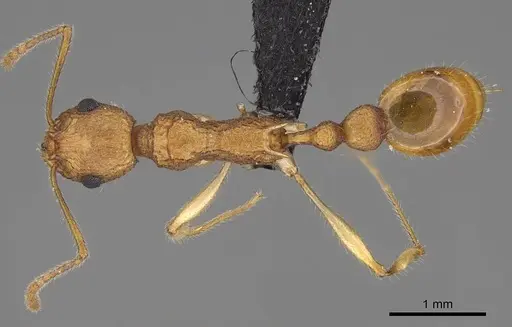 Vitsika producta - CASENT0161774