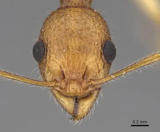 Vitsika producta - CASENT0161774