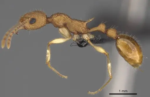 Vitsika producta - CASENT0161774