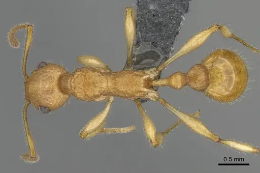 Vitsika producta - CASENT0344920