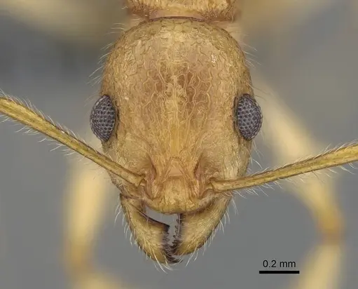 Vitsika producta - CASENT0344920