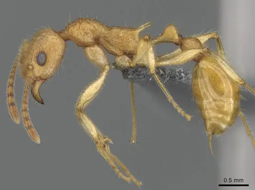 Vitsika producta - CASENT0344920