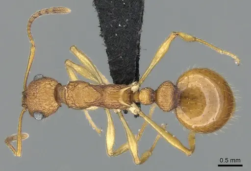 Vitsika producta - CASENT0495050