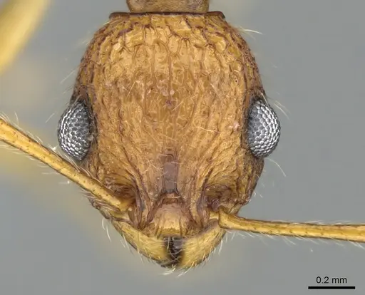 Vitsika producta - CASENT0495050