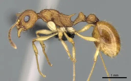 Vitsika producta - CASENT0495050