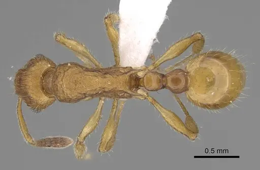 Vitsika suspicax specimen