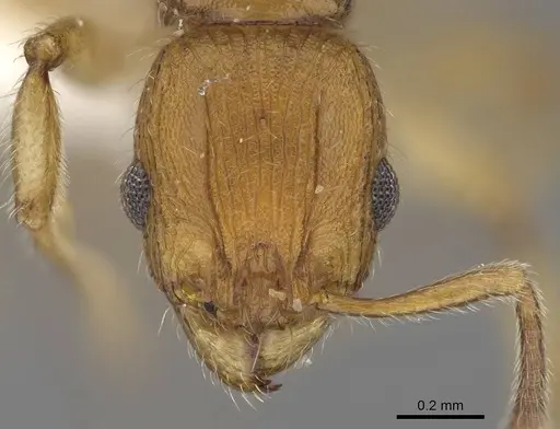 Vitsika suspicax specimen