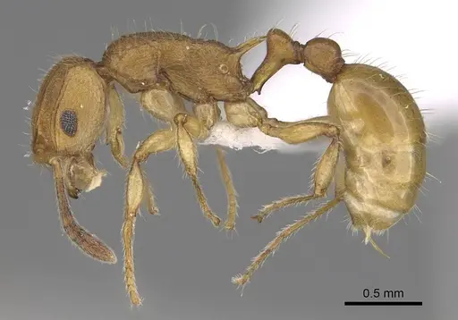 Vitsika suspicax specimen