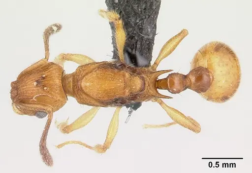 Vitsika suspicax - CASENT0040783