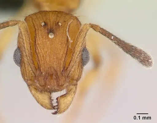 Vitsika suspicax - CASENT0040783