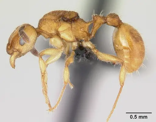 Vitsika suspicax - CASENT0040783