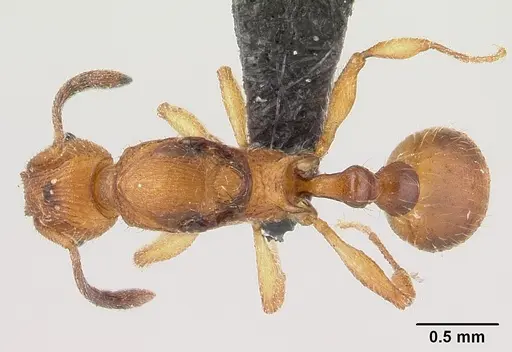 Vitsika suspicax - CASENT0040796