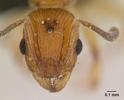 Vitsika suspicax - CASENT0040796