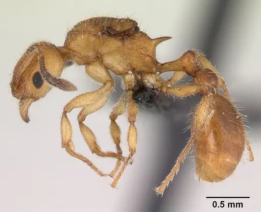 Vitsika suspicax - CASENT0040796