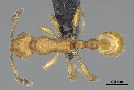 Vitsika suspicax - CASENT0040798