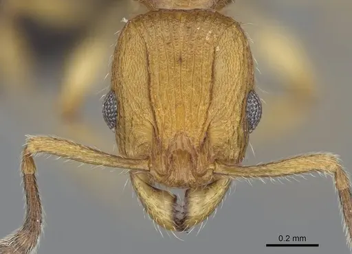 Vitsika suspicax - CASENT0040798