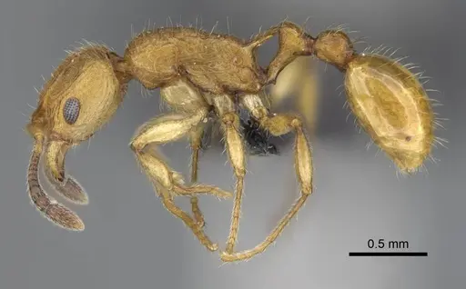 Vitsika suspicax - CASENT0040798