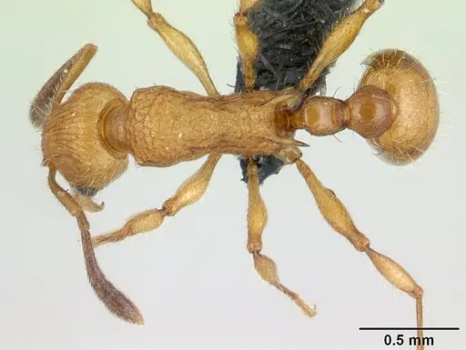 Vitsika suspicax - CASENT0068044