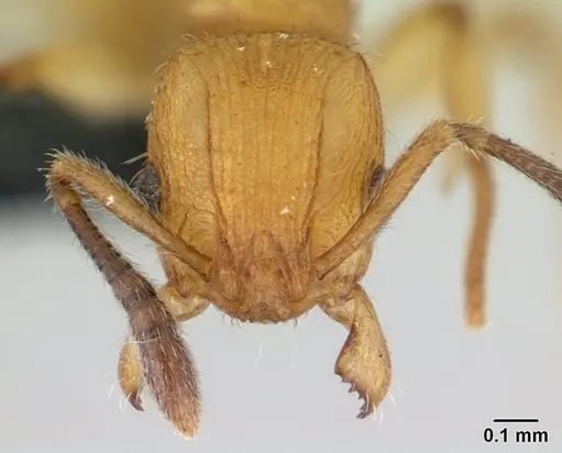 Vitsika suspicax - CASENT0068044