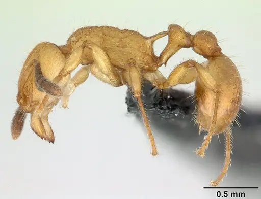 Vitsika suspicax - CASENT0068044