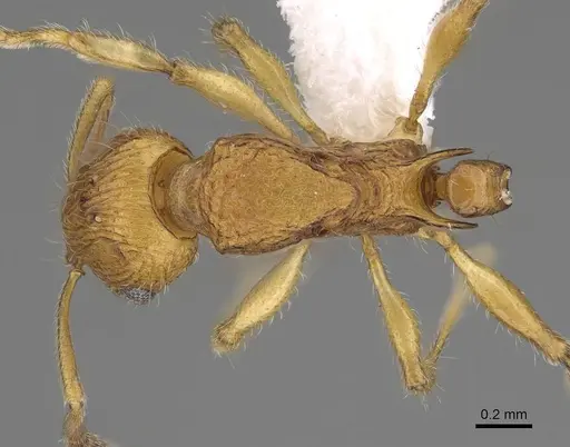 Vitsika suspicax - CASENT0914196