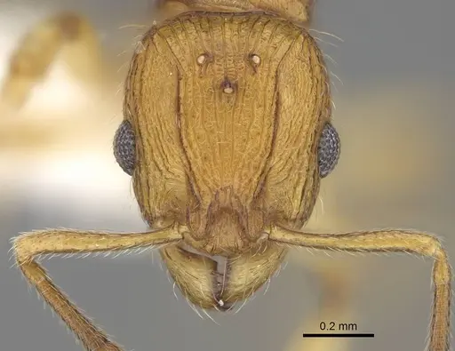 Vitsika suspicax - CASENT0914196